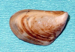 image of quagga mussel
