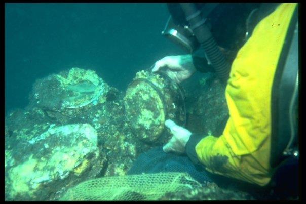 Dr. E. Lee Spence removing brass gauge from shipwreck.
